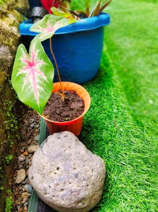 Poetry Garden Bocas Town Colon Island Villa Buitenkant foto