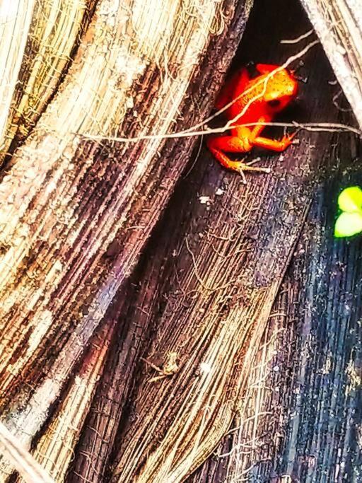 Poetry Garden Bocas Town Colon Island Villa Buitenkant foto