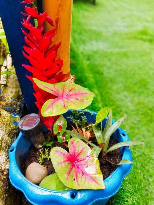 Poetry Garden Bocas Town Colon Island Villa Buitenkant foto