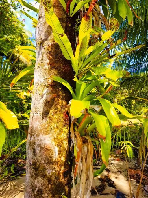 Poetry Garden Bocas Town Colon Island Villa Buitenkant foto